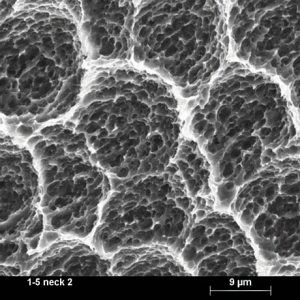 Bioetch surface, Histology, BIC